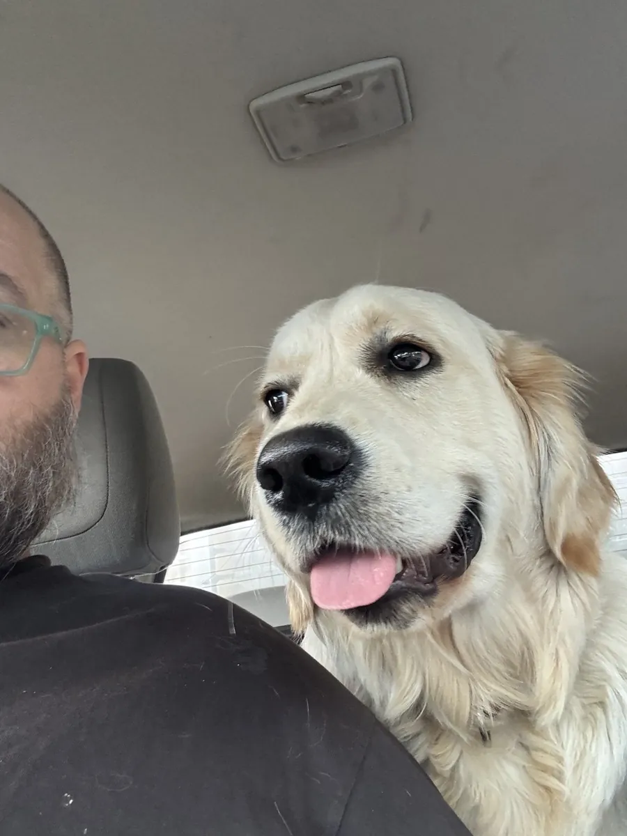 Oscar the golden retriever riding shotgun, tongue out